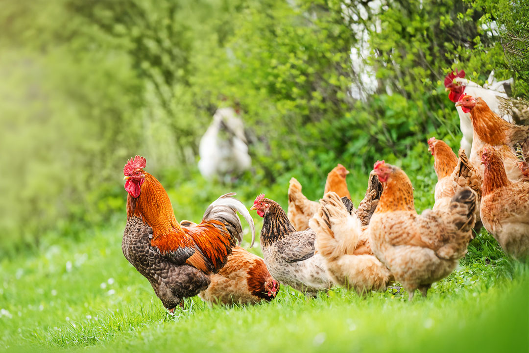 Weilepp, Eier aus Freilandhaltung - jetzt im Sortiment